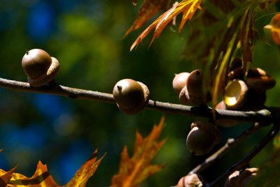 Quercus palustris - dub bahenní - plod
